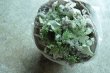 画像3: white&green no30 (3)