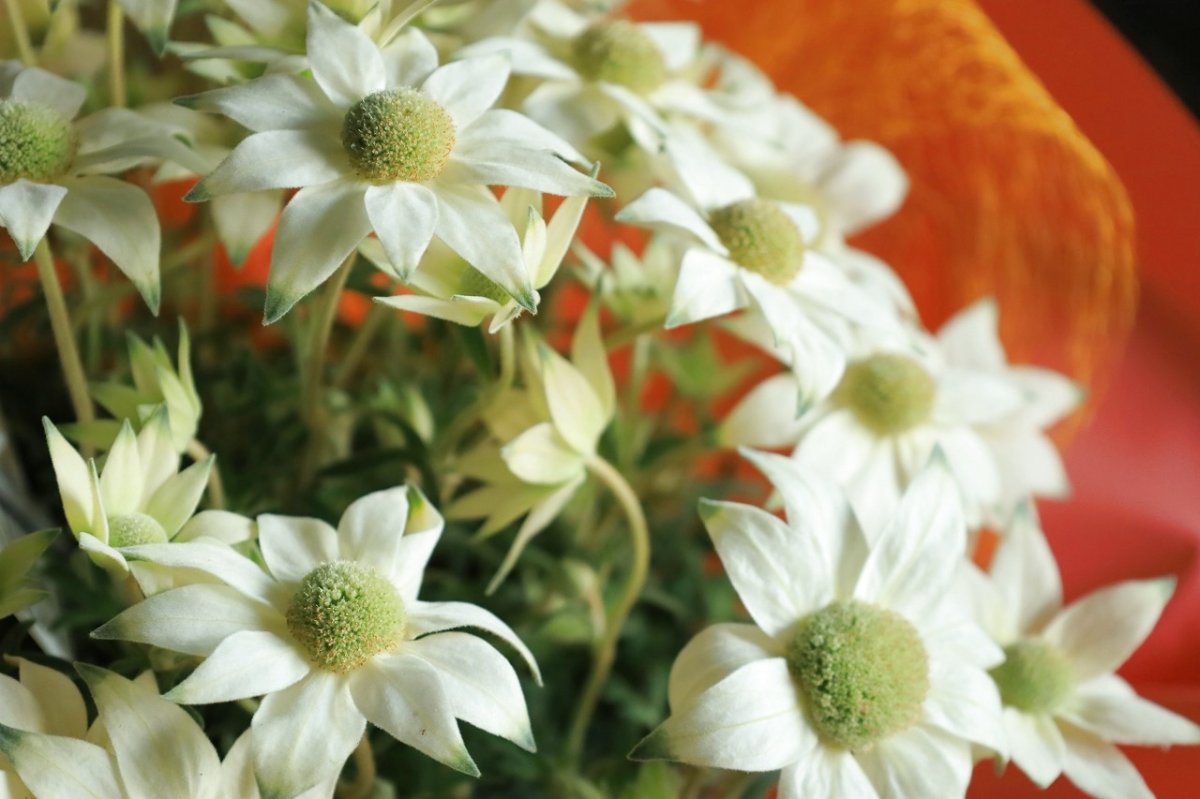 画像2: ふわふわ！フランネルフラワー  ※配送期間：5/6(水)〜5/10(日)／日付指定不可 (2)