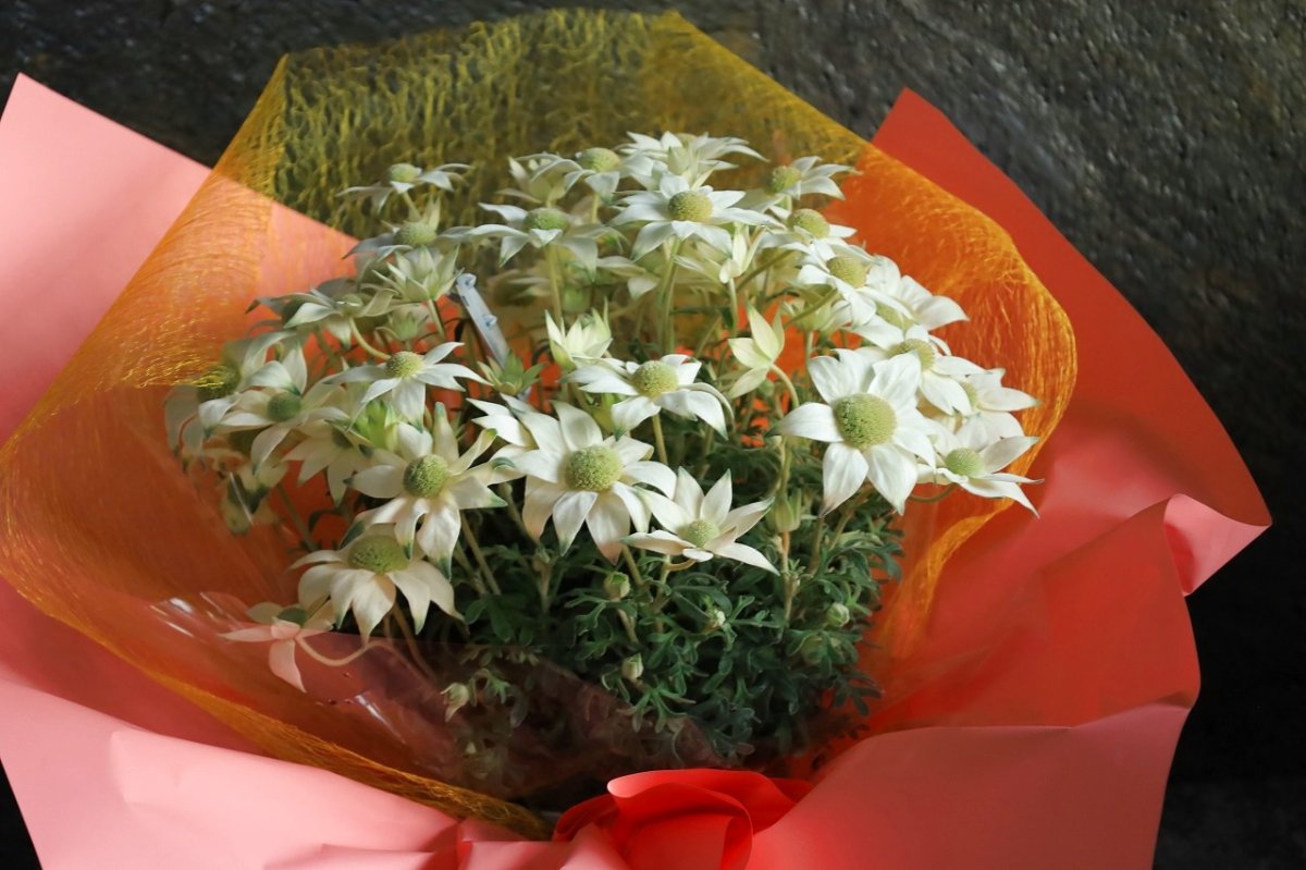 画像3: ふわふわ！フランネルフラワー  ※配送期間：5/6(水)〜5/10(日)／日付指定不可 (3)