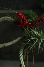 画像5: 松「お菊の松」のしめ飾り (5)