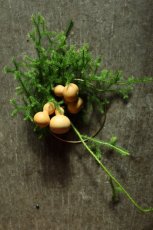 画像2: 六つ揃った 『六瓢箪』スワッグ (2)