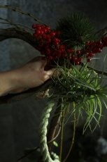 画像3: 松「お菊の松」のしめ飾り (3)