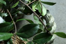 画像4: 店長が作ったクリスマスとお正月兼用のリース「しめ縄入りver.」3 (4)