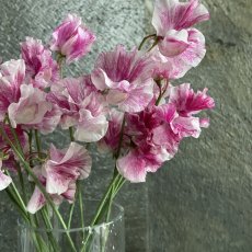 画像1: インスタストーリーの写真のお花が届くSet!!! (1)