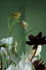 画像3: ホワイト×シックカラーの大人ブーケ｜チューリップとコスモスの上品クラッチb8 (3)