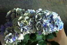 画像2: 珍しい色！アンティーク系のアジサイ  ※配送期間：5/6(水)〜5/10(日)／日付指定不可 (2)