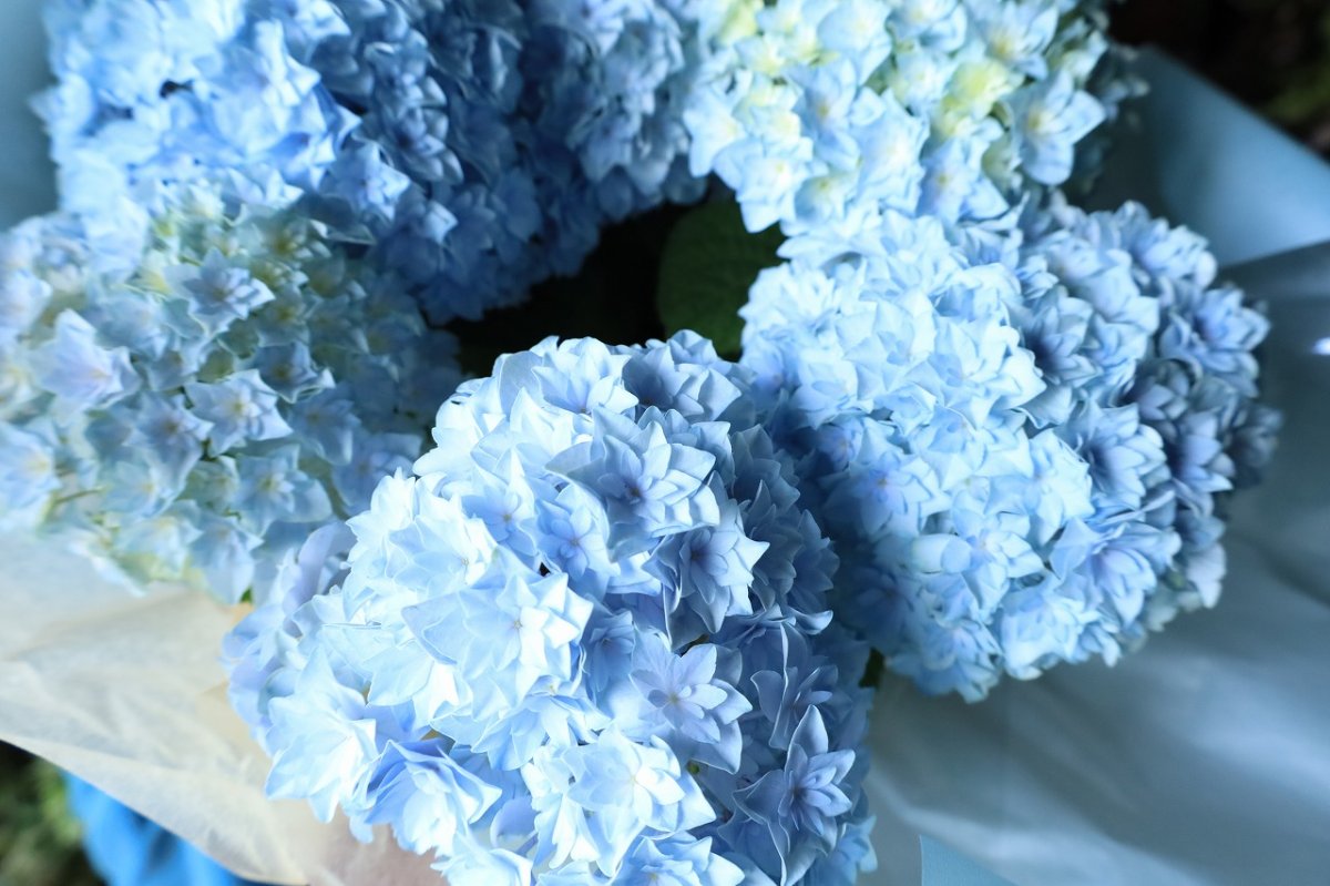 画像6: 爽やかな可愛らしさ、ブルー系のアジサイ  ※配送期間：5/6(水)〜5/10(日)／日付指定不可 (6)