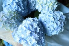 画像6: 爽やかな可愛らしさ、ブルー系のアジサイ  ※配送期間：5/6(水)〜5/10(日)／日付指定不可 (6)
