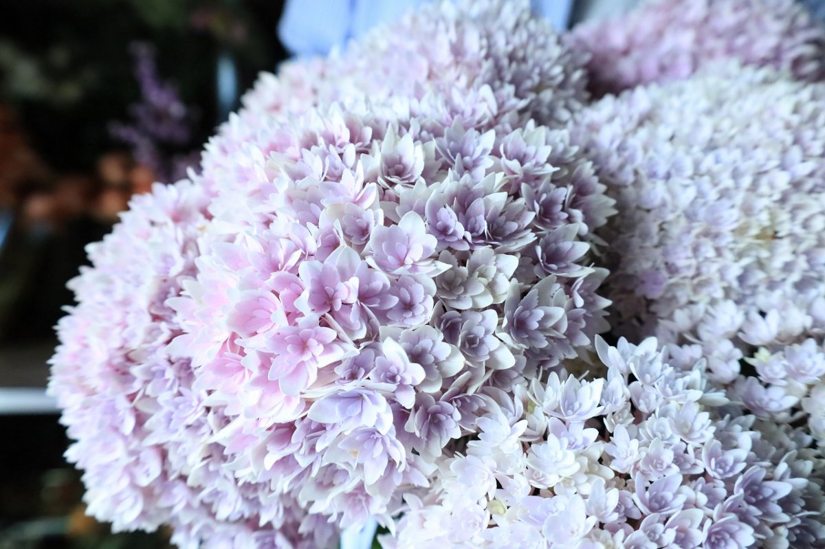 画像8: 不動の人気！ピンク系のアジサイ  ※配送期間：5/6(水)〜5/10(日)／日付指定不可 (8)