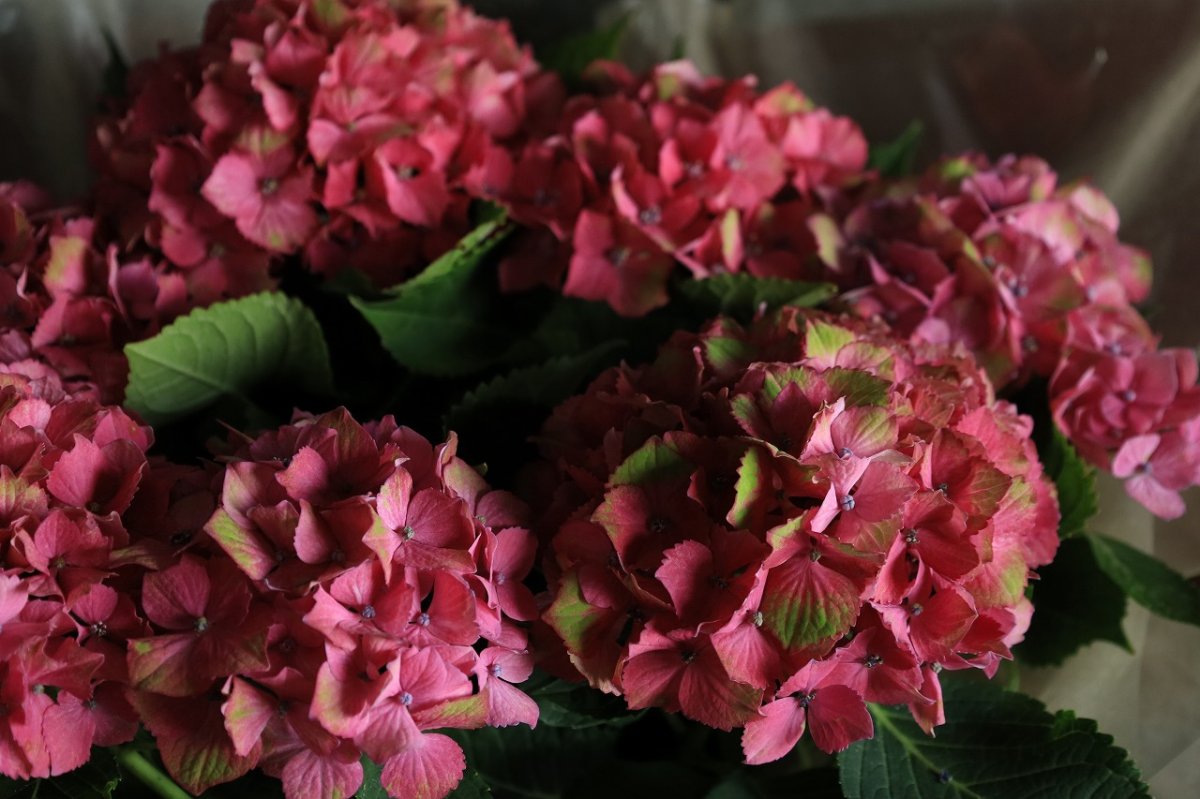 画像7: 不動の人気！ピンク系のアジサイ  ※配送期間：5/6(水)〜5/10(日)／日付指定不可 (7)