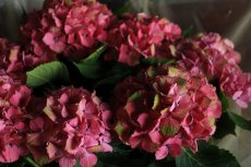 画像7: 不動の人気！ピンク系のアジサイ  ※配送期間：5/6(水)〜5/10(日)／日付指定不可 (7)