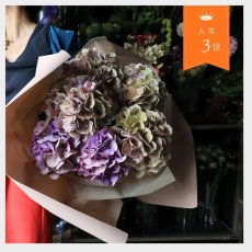 画像1: 珍しい色！アンティーク系のアジサイ  ※配送期間：5/6(水)〜5/10(日)／日付指定不可 (1)