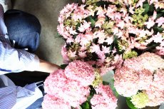 画像4: 不動の人気！ピンク系のアジサイ  ※配送期間：5/6(水)〜5/10(日)／日付指定不可 (4)