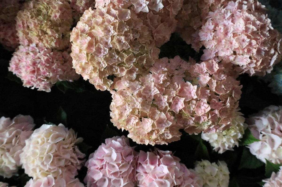 画像2: 不動の人気！ピンク系のアジサイ  ※配送期間：5/6(水)〜5/10(日)／日付指定不可 (2)