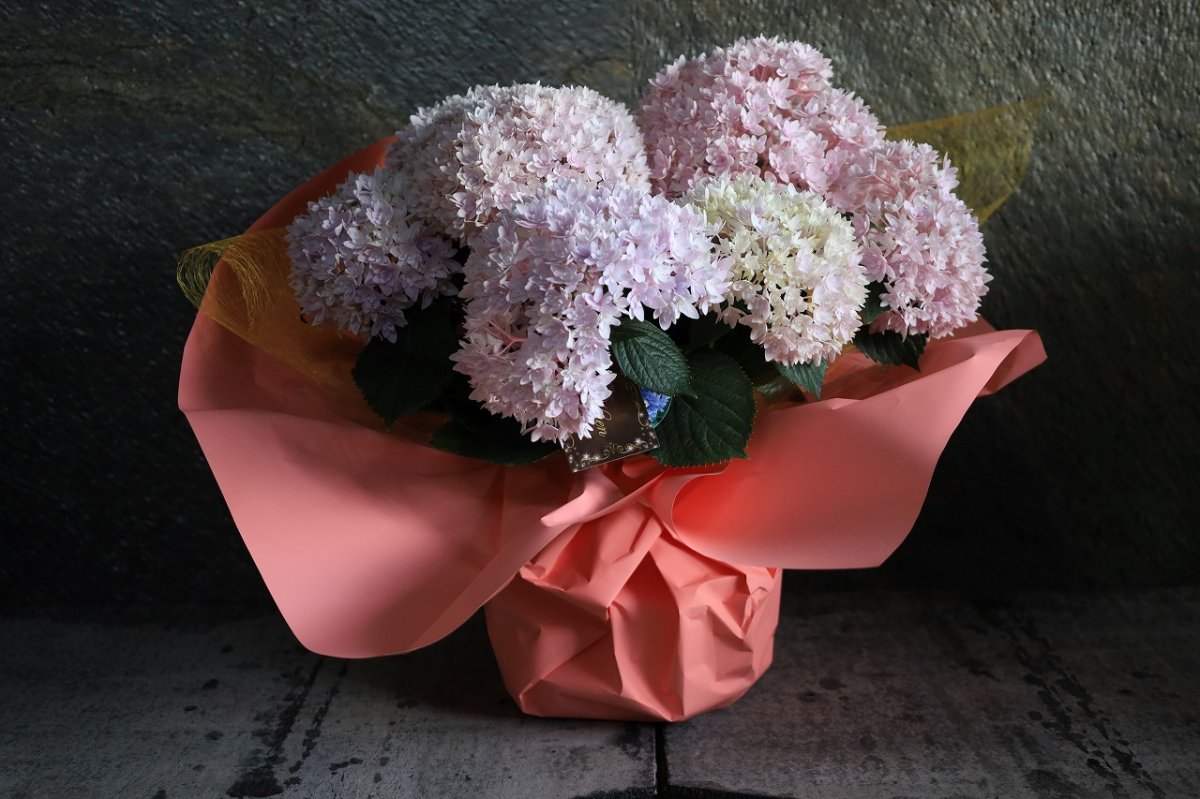 画像5: 不動の人気！ピンク系のアジサイ  ※配送期間：5/6(水)〜5/10(日)／日付指定不可 (5)