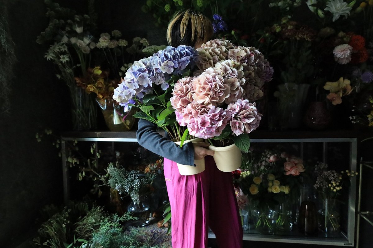 画像4: 珍しい色！アンティーク系のアジサイ  ※配送期間：5/6(水)〜5/10(日)／日付指定不可 (4)