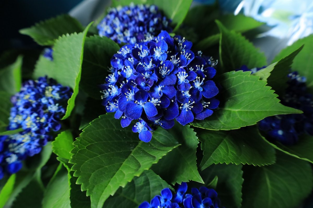 画像5: 爽やかな可愛らしさ、ブルー系のアジサイ  ※配送期間：5/6(水)〜5/10(日)／日付指定不可 (5)