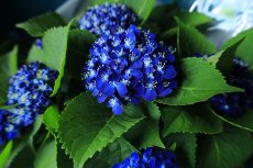 画像5: 爽やかな可愛らしさ、ブルー系のアジサイ  ※配送期間：5/6(水)〜5/10(日)／日付指定不可 (5)