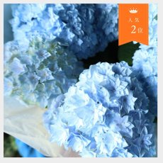 画像1: 爽やかな可愛らしさ、ブルー系のアジサイ  ※配送期間：5/6(水)〜5/10(日)／日付指定不可 (1)