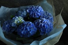 画像4: 爽やかな可愛らしさ、ブルー系のアジサイ  ※配送期間：5/6(水)〜5/10(日)／日付指定不可 (4)