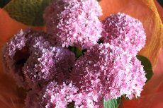 画像6: 不動の人気！ピンク系のアジサイ  ※配送期間：5/6(水)〜5/10(日)／日付指定不可 (6)