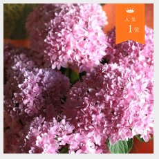 画像1: 不動の人気！ピンク系のアジサイ  ※配送期間：5/6(水)〜5/10(日)／日付指定不可 (1)