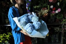 画像2: 爽やかな可愛らしさ、ブルー系のアジサイ  ※配送期間：5/6(水)〜5/10(日)／日付指定不可 (2)