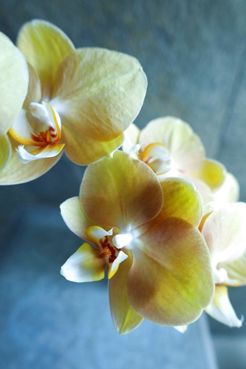 画像2: インスタストーリーの写真のお花が届くSet!!! (2)