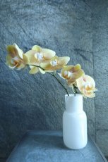 画像1: インスタストーリーの写真のお花が届くSet!!! (1)