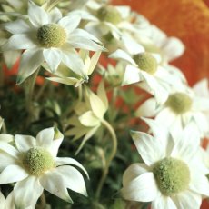 画像1: ふわふわ！フランネルフラワー  ※配送期間：5/6(水)〜5/10(日)／日付指定不可 (1)