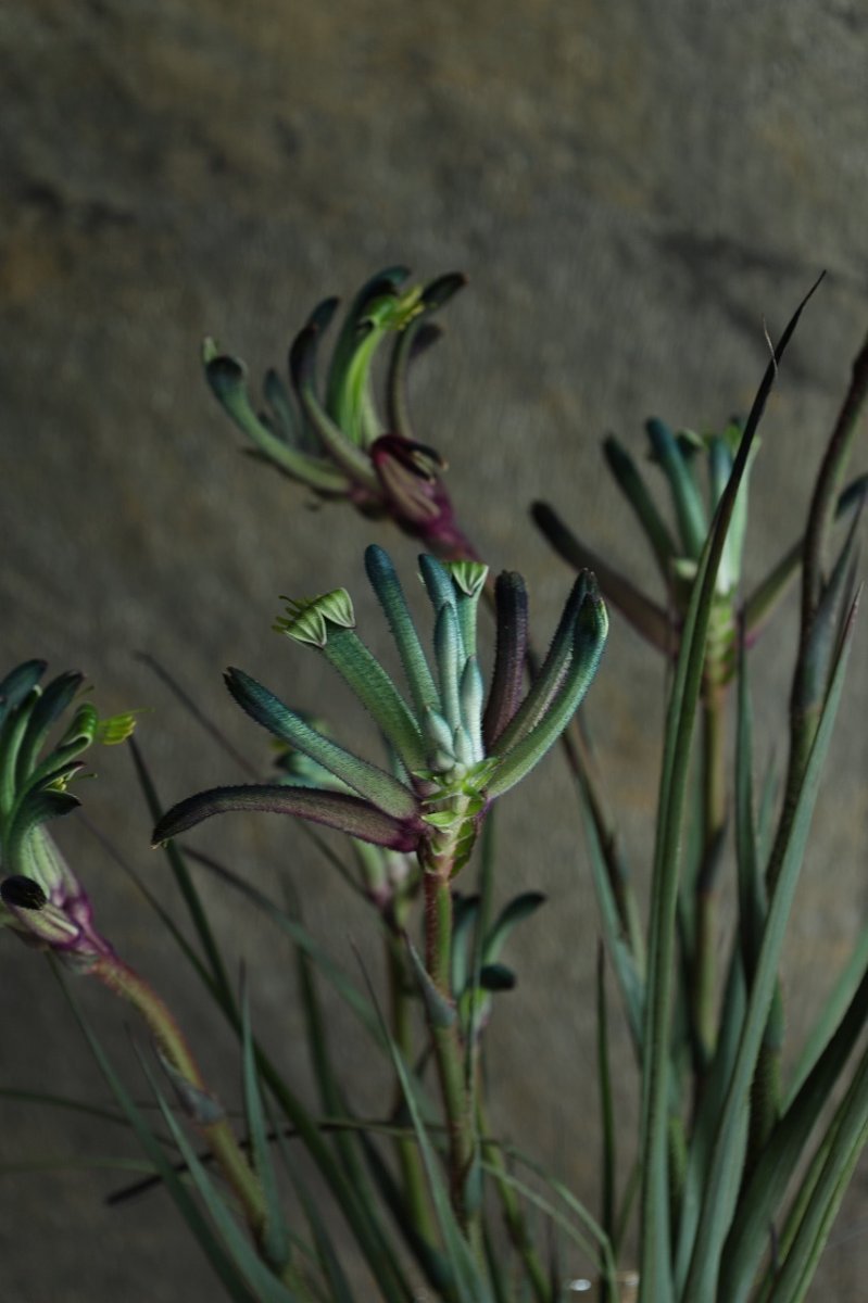 画像3: 一点もの！不思議色カンガルーポー！ ▲鉢は付きません  ※配送期間：5/5(火)〜5/10(日)／日付指定不可 (3)