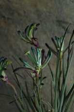 画像3: 一点もの！不思議色カンガルーポー！ ▲鉢は付きません  ※配送期間：5/5(火)〜5/10(日)／日付指定不可 (3)