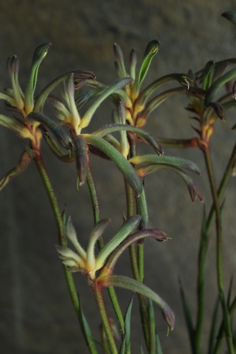 画像3: 希少！不思議色カンガルーポー！ ▲鉢は付きません  ※配送期間：5/5(火)〜5/10(日)／日付指定不可 (3)