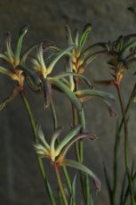 画像3: 希少！不思議色カンガルーポー！ ▲鉢は付きません  ※配送期間：5/5(火)〜5/10(日)／日付指定不可 (3)