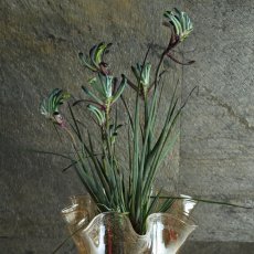 画像1: 一点もの！不思議色カンガルーポー！ ▲鉢は付きません  ※配送期間：5/5(火)〜5/10(日)／日付指定不可 (1)