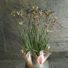 画像1: 希少！不思議色カンガルーポー！ ▲鉢は付きません  ※配送期間：5/5(火)〜5/10(日)／日付指定不可 (1)