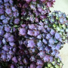 画像1: 紫系のアジサイ  ※配送期間：5/5(火)〜5/10(日)／日付指定不可 (1)