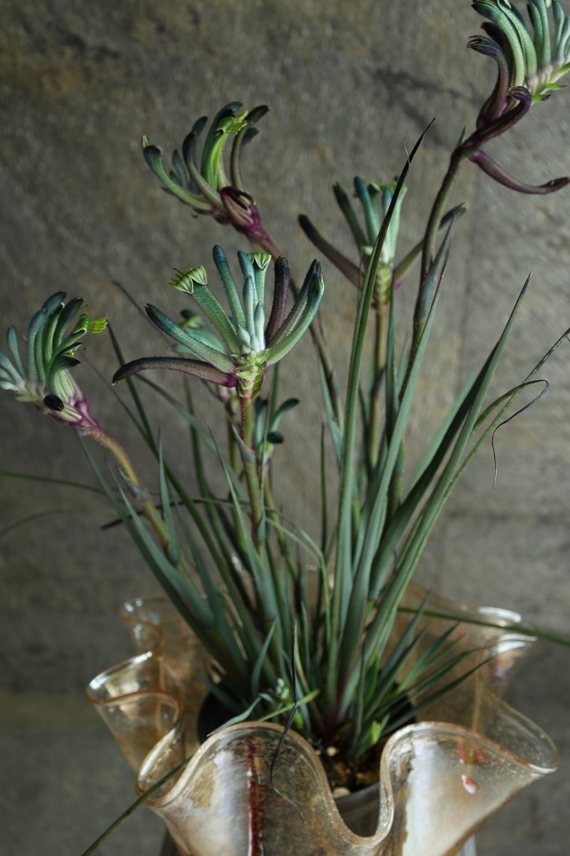 画像4: 一点もの！不思議色カンガルーポー！ ▲鉢は付きません  ※配送期間：5/5(火)〜5/10(日)／日付指定不可 (4)