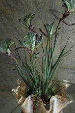 画像4: 一点もの！不思議色カンガルーポー！ ▲鉢は付きません  ※配送期間：5/5(火)〜5/10(日)／日付指定不可 (4)