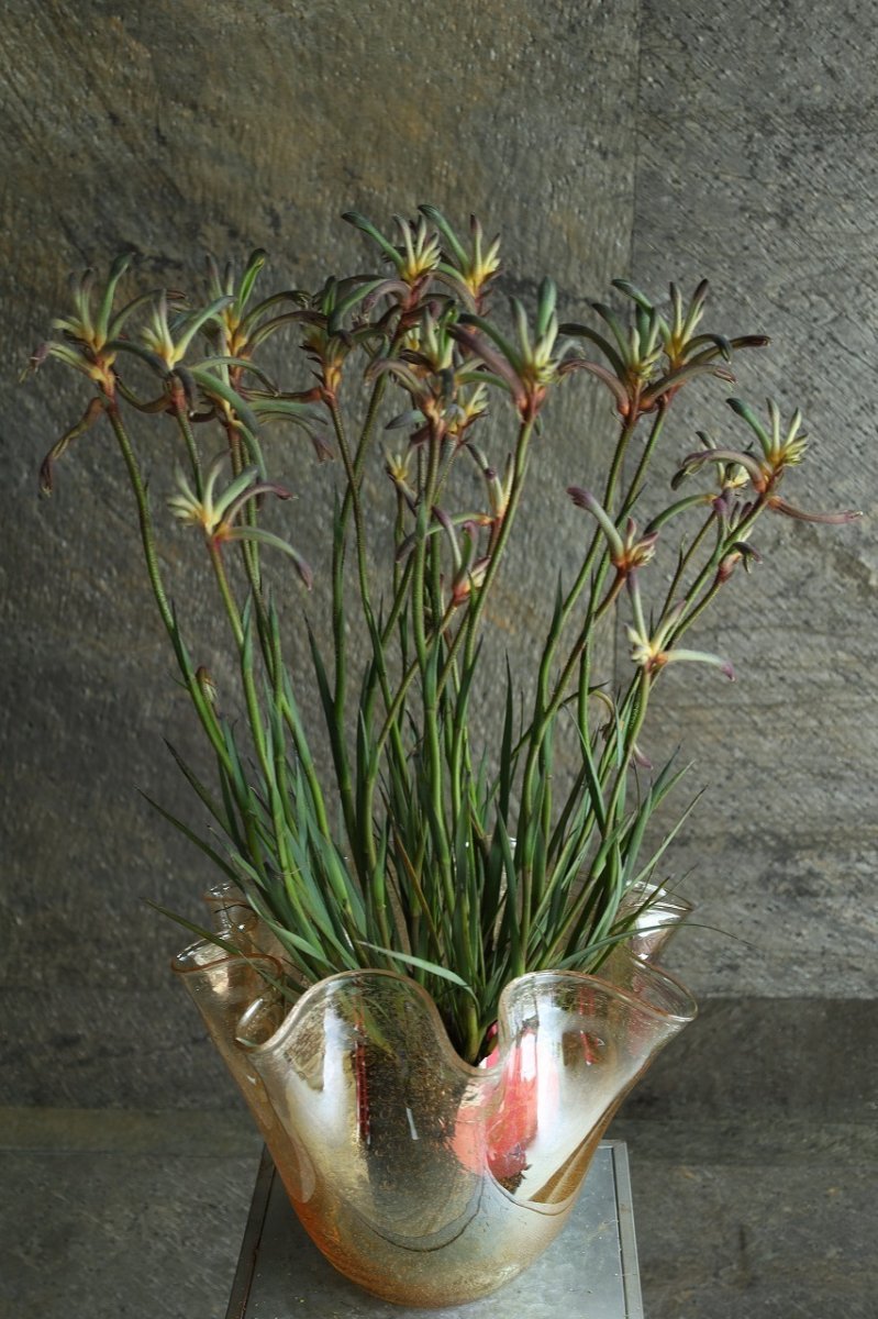 画像2: 希少！不思議色カンガルーポー！ ▲鉢は付きません  ※配送期間：5/5(火)〜5/10(日)／日付指定不可 (2)