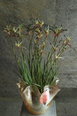 画像2: 希少！不思議色カンガルーポー！ ▲鉢は付きません  ※配送期間：5/5(火)〜5/10(日)／日付指定不可 (2)