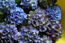 画像4: 紫系のアジサイ  ※配送期間：5/5(火)〜5/10(日)／日付指定不可 (4)