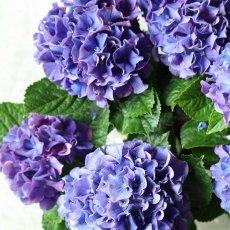 画像2: 紫系のアジサイ  ※配送期間：5/5(火)〜5/10(日)／日付指定不可 (2)