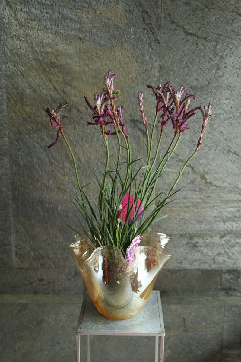 画像3: 一点もの！不思議色カンガルーポー！ ▲鉢は付きません  ※配送期間：5/5(火)〜5/10(日)／日付指定不可 (3)