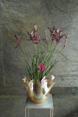 画像3: 一点もの！不思議色カンガルーポー！ ▲鉢は付きません  ※配送期間：5/5(火)〜5/10(日)／日付指定不可 (3)