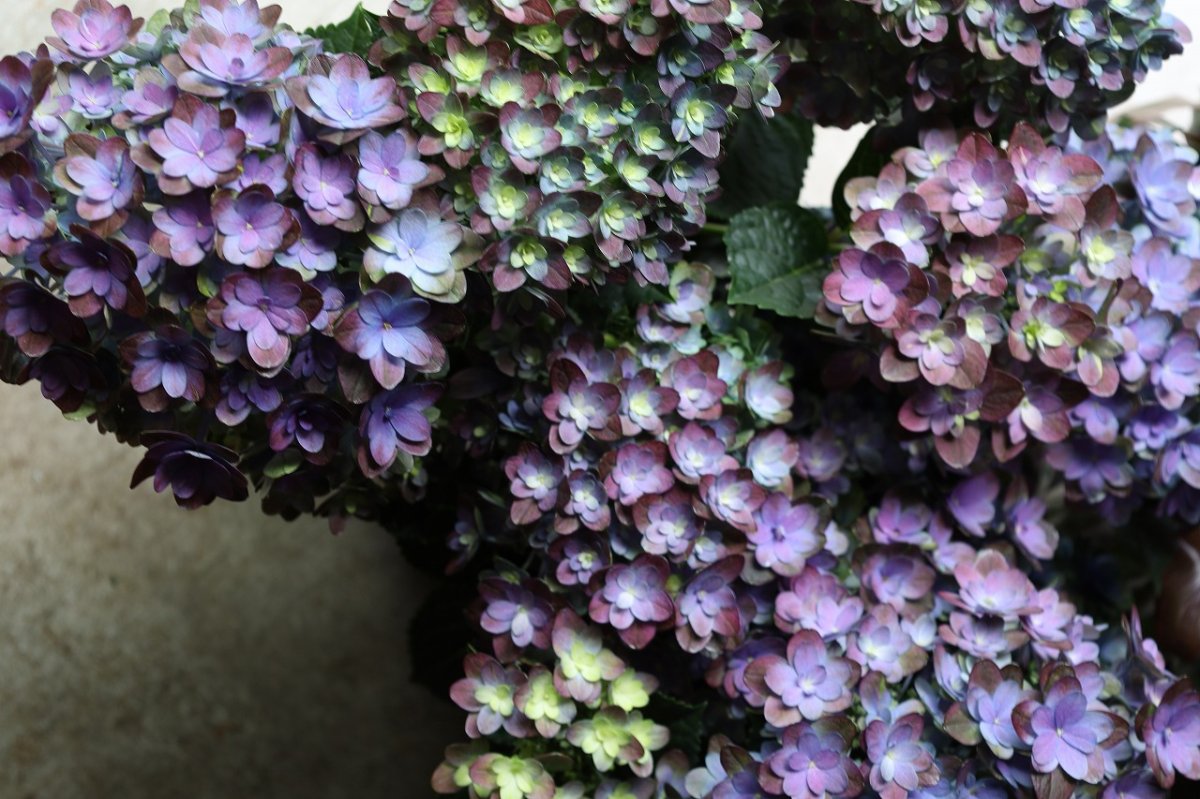 画像3: 紫系のアジサイ  ※配送期間：5/5(火)〜5/10(日)／日付指定不可 (3)