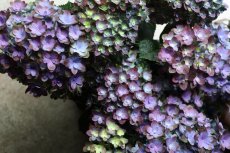 画像3: 紫系のアジサイ  ※配送期間：5/5(火)〜5/10(日)／日付指定不可 (3)