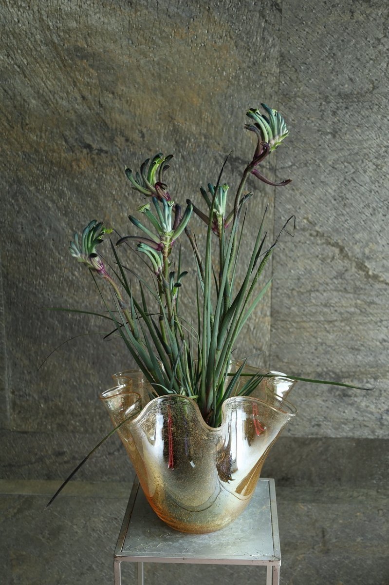 画像2: 一点もの！不思議色カンガルーポー！ ▲鉢は付きません  ※配送期間：5/5(火)〜5/10(日)／日付指定不可 (2)