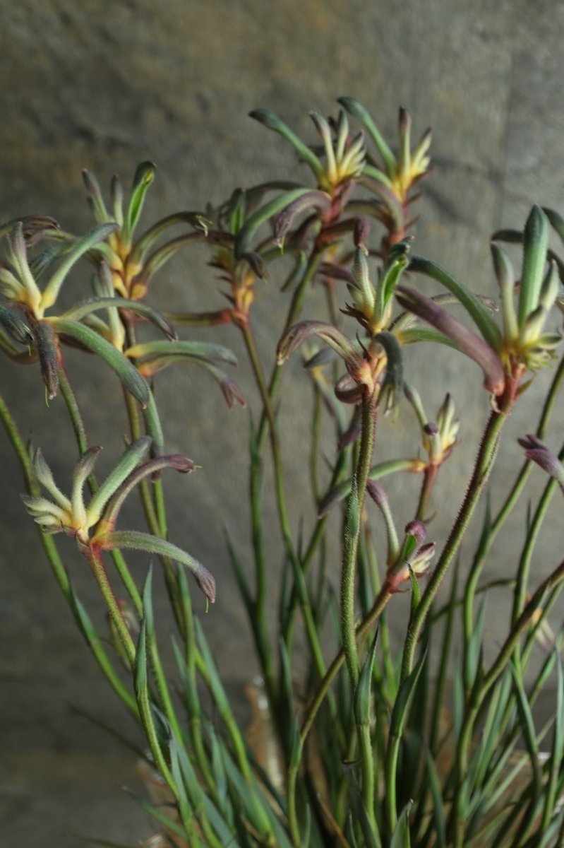 画像4: 希少！不思議色カンガルーポー！ ▲鉢は付きません  ※配送期間：5/5(火)〜5/10(日)／日付指定不可 (4)