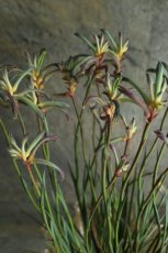 画像4: 希少！不思議色カンガルーポー！ ▲鉢は付きません  ※配送期間：5/5(火)〜5/10(日)／日付指定不可 (4)